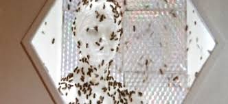 Watch Invasion of the Bee Girls | Netflix