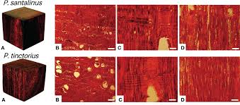Image result for Pterocarpus tinctorius