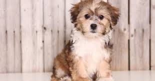 Black And White Yorkie Poo Puppies For Sale Yorkie Poo Puppy For Sale In Mount Vernon Oh Adn 43817 On Puppyfinder Com Gender Female Age 9 Weeks Old Yorkie Poo Puppies Yorkie Poo Puppies For Sale