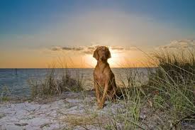 Dog Friendly Vacations In Nags Head Nc Us Dog Friendly Vacation Dog Friends Pet Friendly Vacations