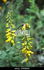 Image result for Crotalaria nigricans