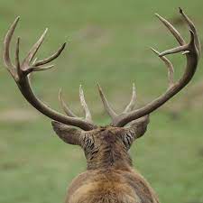 Deer Antler Spray Potential Benefits And Nutrition Facts Dr Axe