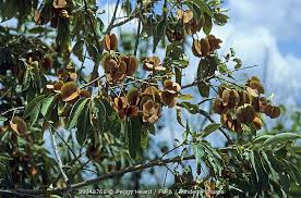 Image result for Combretum apiculatum