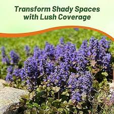 Image result for Ajuga integrifolia