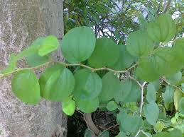 Pokok Bidara