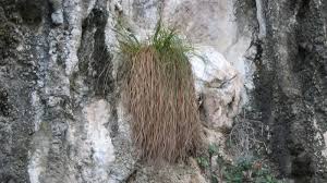 Image result for Hypolytrum goetghebeur