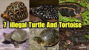 7 Banned Species Of Turtle And Tortoise In India Illegal Variety Of Turtle And Tortoise To Pet Youtube