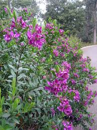 Image result for Polygala myrtifolia