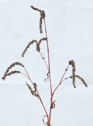 Image result for Persicaria lapathifolia