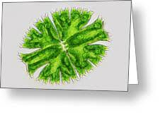 Image result for Micractis