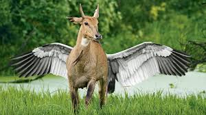 25 years of my life and still i'm trying to get up that great big hill of hope for a destination. What S Going On Here Nwf Ranger Rick
