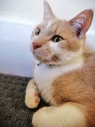 This Is My Baby Leo Who Poses For Photos When He Sees My Phone Poses For Photos Cat Pics Cats