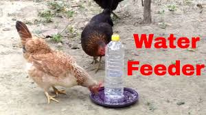 Check spelling or type a new query. Easy Homemade Water Feeder For Chicken Birds Diy Plastic Bottle Feeder Made By Bottle At Home 1 Youtube