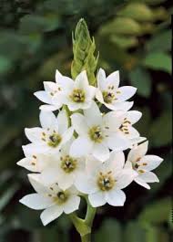 20 Ornithogales Blancs Photographie De Fleur Fleurs Fleurs Blanches