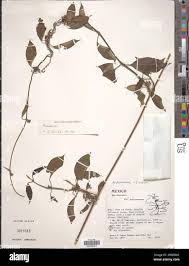 Image result for Marsdenia