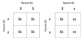 Make a punnet square to show a cross between a. Genetic Counseling Is Useful In Predicting The Chegg Com