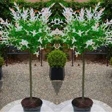 Pink flamingo для плавания диаметр 90 см. Pair Of Standard Topiary Trees Salix Flamingo With Large Flared Decorative Planters Special Deals Garden Plants