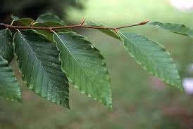 American Beech | Ohio Department of Natural Resources