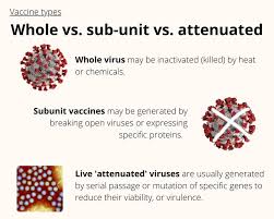 An attenuated vaccine (or a live attenuated vaccine) is a vaccine created by reducing the virulence of a pathogen, but still keeping it viable (or live). Killed Virus Against Covid 19 How It Works Special Reports Gulf News