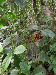 Image result for Psychotria peduncularis