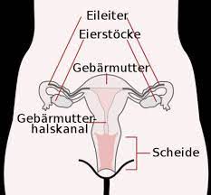 Wie Menschliche Spermien Auf Schleichwegen Zur Eizelle Gelangen Die Sankore Schriften Scilogs Wissenschaftsblogs