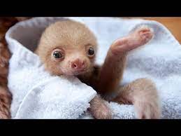 Check spelling or type a new query. Most Funny And Cute Baby Sloth Videos Compilation Youtube