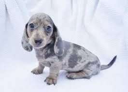 Black And Cream Mini Dachshund Smooth Blue Dapple With Cream Points Mini Dachshund Dachshund Dachshund Mom Mini Dachshund