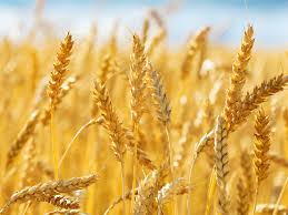 They are also dropped by goblins and imps. Modern Wheat The Myths Facts You Should Know Chicago Sun Times