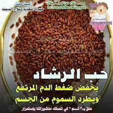فوائد حب الرشاد في الطب البديل والتداوي بالاعشاب nutrition food diet