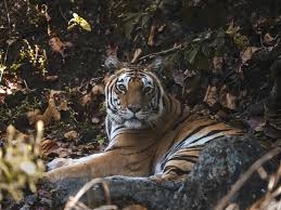Where to Find Tigers in India ...