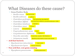 What Diseases Are Caused By Acid Fast Bacteria