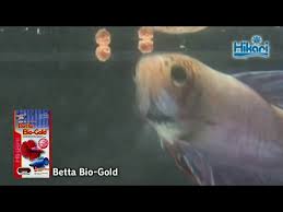 Specially formulated for bettas, with a superior protein source. Hikari Betta Bio Gold Youtube
