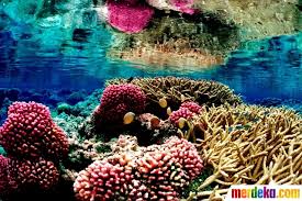 Pantai ocean air alam langit senja pemandangan laut ombak matahari terbenam laut. Pemandangan Indah Pedesaaan Pemandangan Alam Bawah Laut