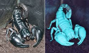 Maybe you would like to learn more about one of these? Laos Black Forest Scorpion The Incredible Scorpion Which Is Black But Glows Blue Under Uv Light Daily Mail Online