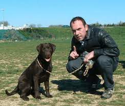 bienvenue chez les labradors du grand trianon elevage de labrador lof