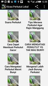 Berikut adalah cara membedakan lele jantan dan betina secara mudah. Kicau Perkutut Lokal Fur Android Apk Herunterladen