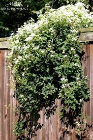 Maybe you would like to learn more about one of these? Sweet Autumn Clematis A Fall Blooming Beauty On Sutton Place