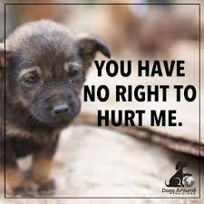 Discover Recipes Home Ideas Style Inspiration And Other Ideas To Try Animal Abuse Save Animals Stop Animal Cruelty