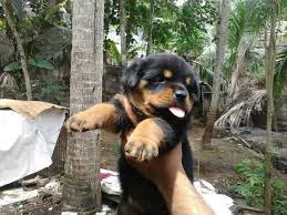 Pet Adoption Now Online A Listly List Post your request to adopt.