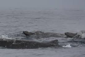 Abstract two types of berardius are recognised by local whalers in hokkaido, japan. Baird S Beaked Whale Noaa Fisheries