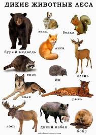 дидактические карточки домашние животные и их детеныши картинки для детей Nasha Nachalnaya Shkola Plant Lap Book Wild Animals List Alphabet Preschool