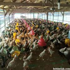 Keunggulan kukila ayam petelur : 2 Pemilihan Doc Ayam Kampung Super Untuk Dijadikan Ayam Pedaging Atau Petelur Hobi Ternak