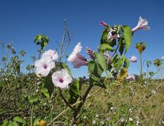 Image result for Equilabium laxiflorum