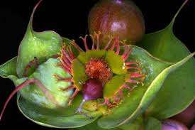 Image result for Euphorbia depauperata