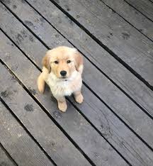 Our adoption hours are 12 pm to 5 pm every day of the year except major holidays. Raising A Puppy During The Pandemic Kmvu Fox 26 Medford