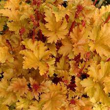 Check spelling or type a new query. Heuchera Amber Waves