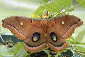 I found a female polyphemus in the spring of 2018 in southeastern manitoba and collected some o. Polyphemus Moth Space For Life