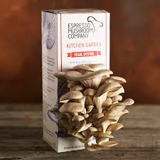 A group of three individually carved mushrooms showing natural fluting. Pearl Oyster Grow Your Own Mushroom Kit By Espresso Mushroom Company Notonthehighstreet Com