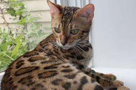 Pin On Bengal Cats