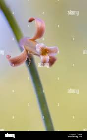 Image result for Dipcadi